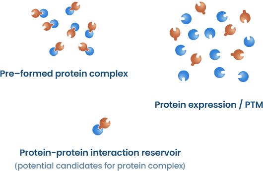 단백질 상호작용의 분석